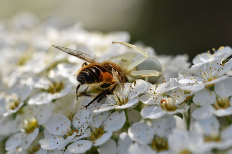 crab spider bee pl 7.jpg