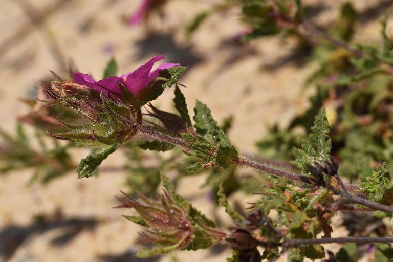 Cistus crispus pink rockrose 8.jpg