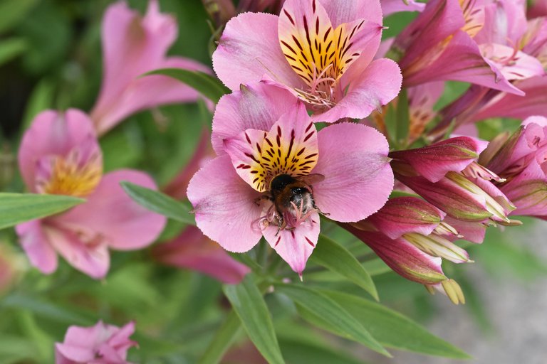 Lily of the Incas bumblebee 2.jpg