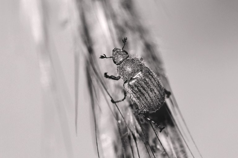 beetle grass bw 5.jpg