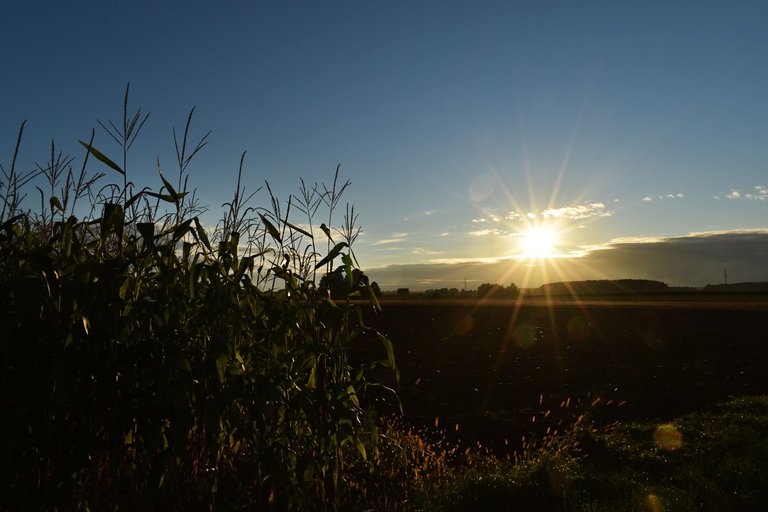 Autumn sunset cornfield 2.jpg