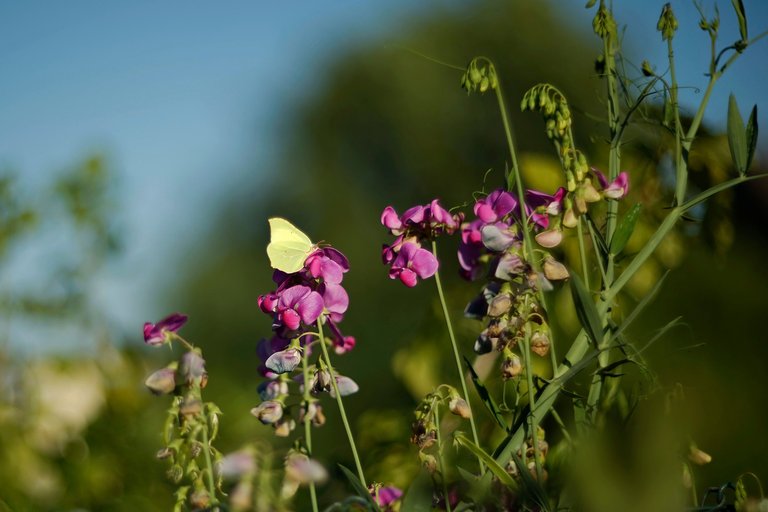 sweetpea butterfly helios 1.jpg