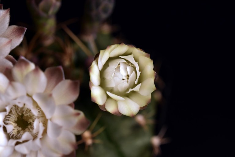 Gymnocalycium white flower 2025 1.jpg