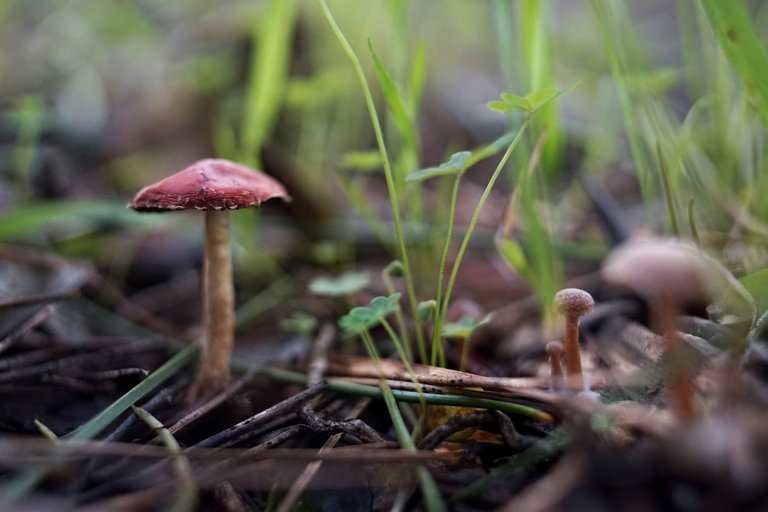 dry mushrooms carl zeiss 2.jpg