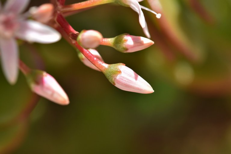 Crassula ovata flowers 2022 8.jpg