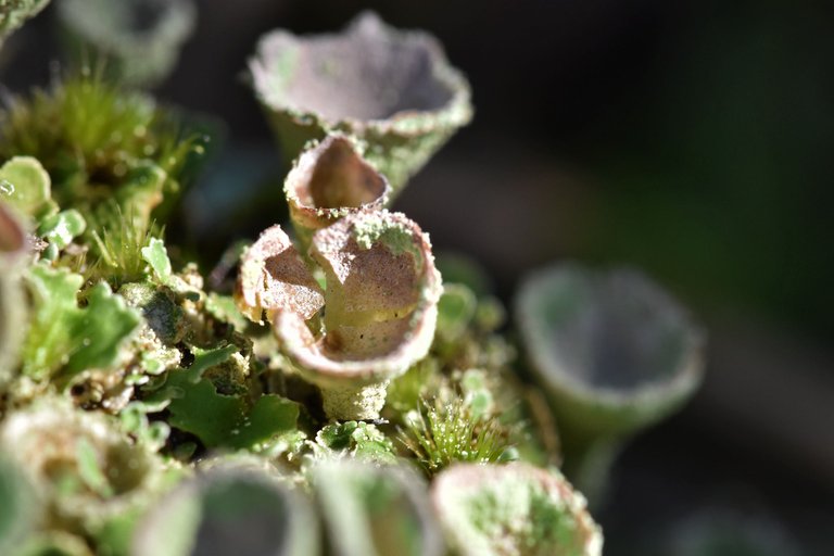 Cladonia lichen cups mountain 6.jpg