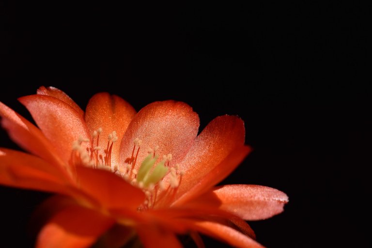 Chamaecereus hybrid flower 2021 6.jpg