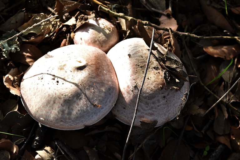 white mushrooms black gills pt 8.jpg