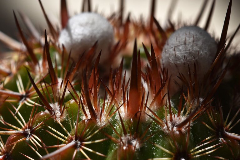 Notocactus mueller-melchersii buds 2021 7.jpg