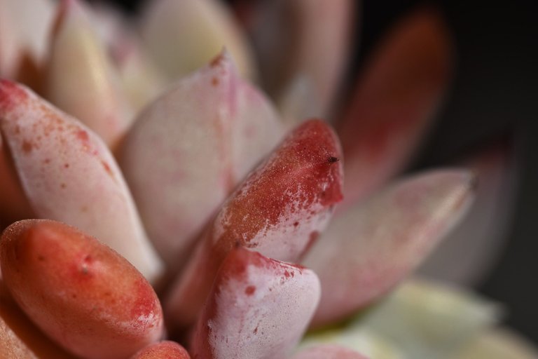 Echeveria split rosette 10.jpg