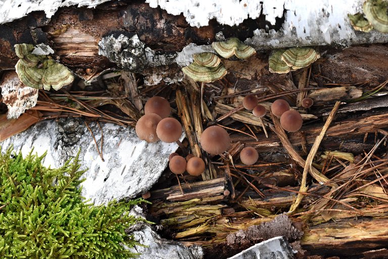 mushrooms birch pile 3.jpg