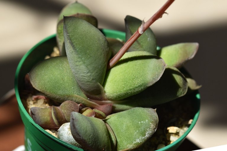 Gasteria glomerata flower 4.jpg