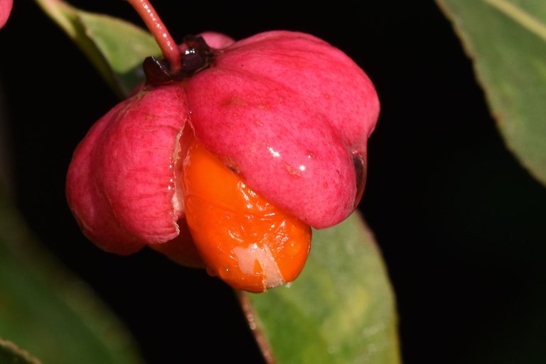Euonymus europaeus trzemielina fruits pl 7.jpg