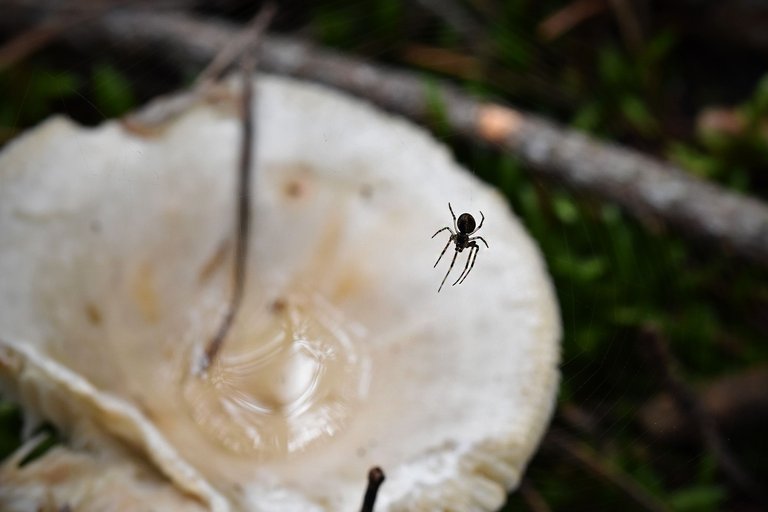 white mushrooms puddle pl 4.jpg