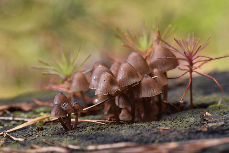 tiny mushrooms on tree stump 5.jpg