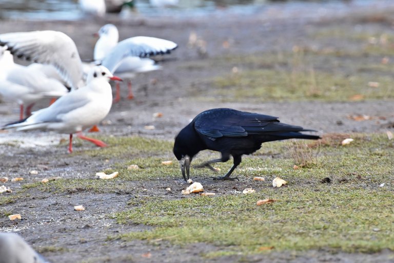crows park 1.jpg