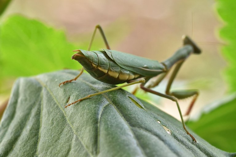 green mantis 5.jpg