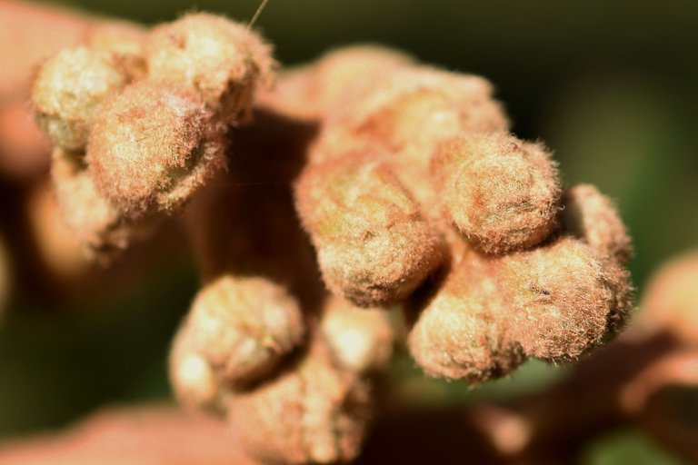 loquat hairy buds 2.jpg