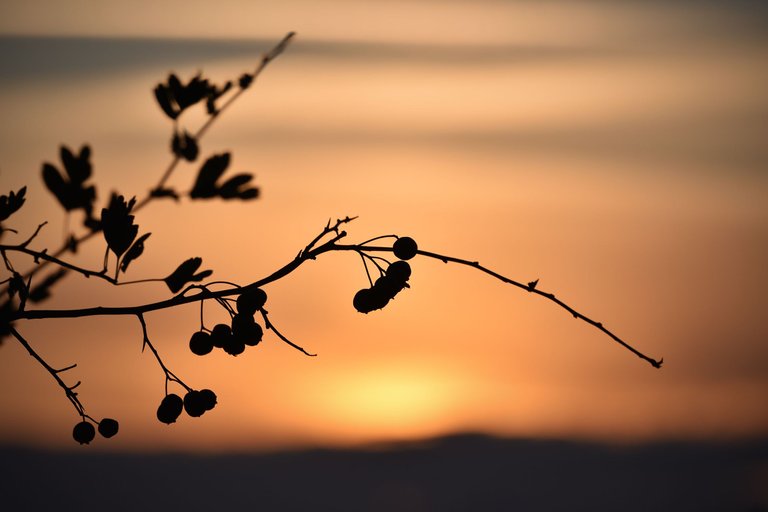 sunset silhouettes pl 8.jpg