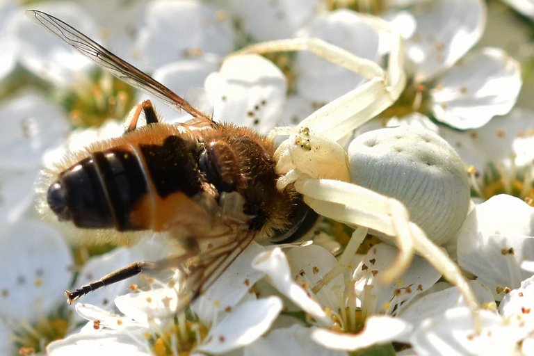 crab spider bee pl 8.jpg