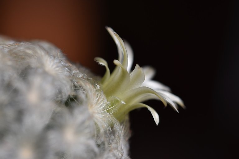 mammillaria plumosa 2024 3.jpg