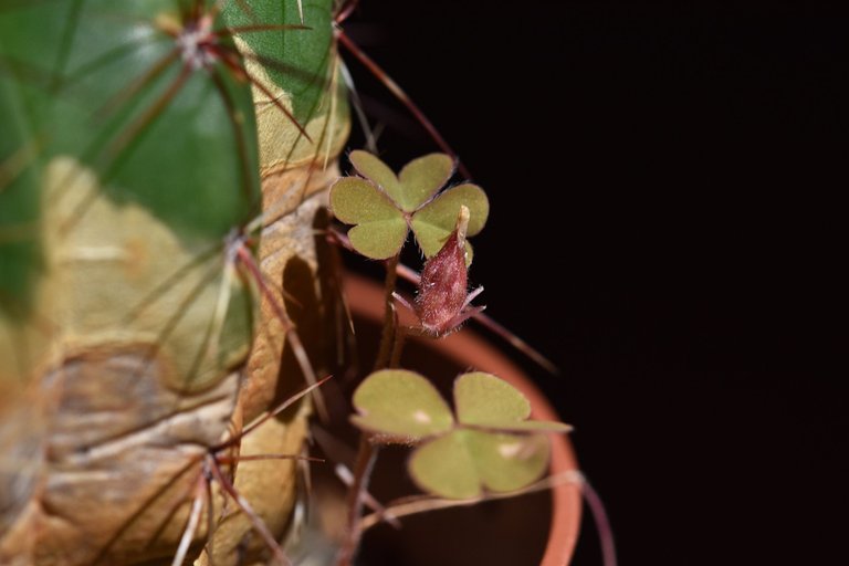 Notocactus Ottonis flowers 2021 13.jpg