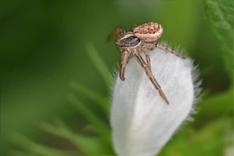 Xysticus cristatus crab spider garden pl 3.jpg