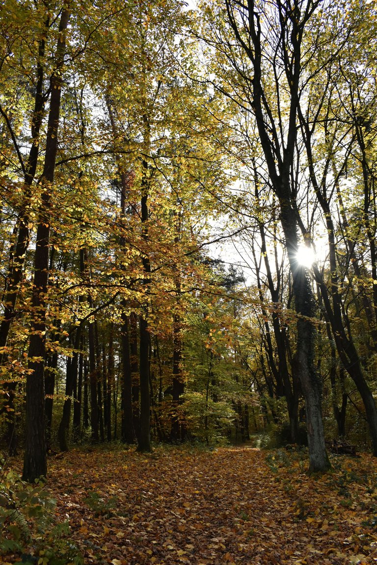 autumn woods pl.jpg