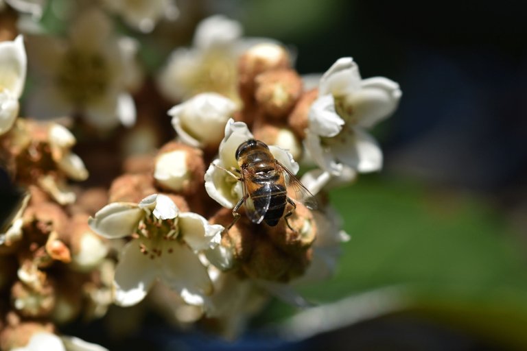 loquat hairy buds 7.jpg