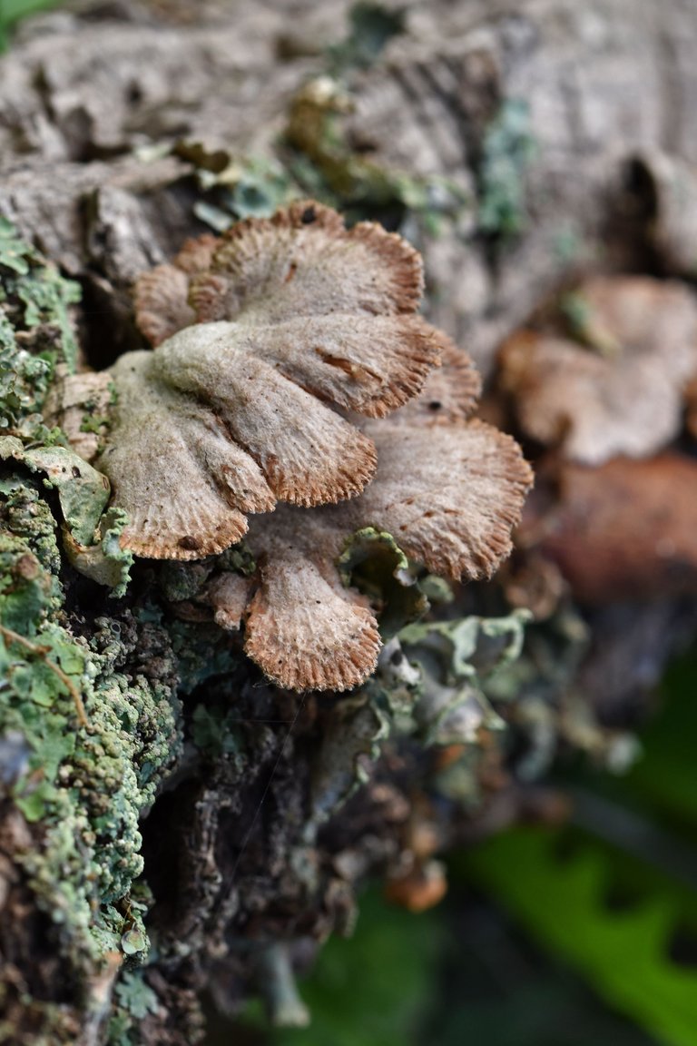 cork branch mushrooms 4.jpg