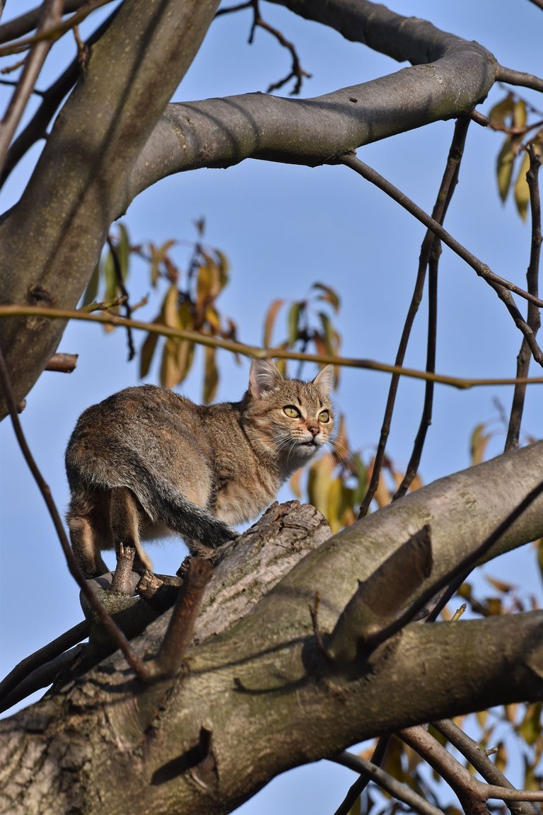 Kitty tree hunt pl 14.jpg