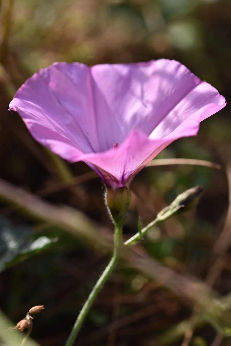 Convolvulus althaeoides pink 5.jpg