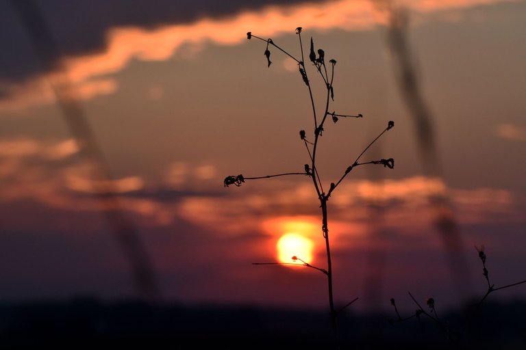 sunset grass silhouette pl 1.jpg