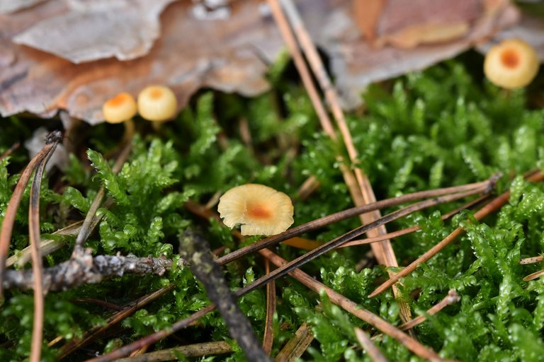 tiny orange mushrooms forest pl 1.jpg