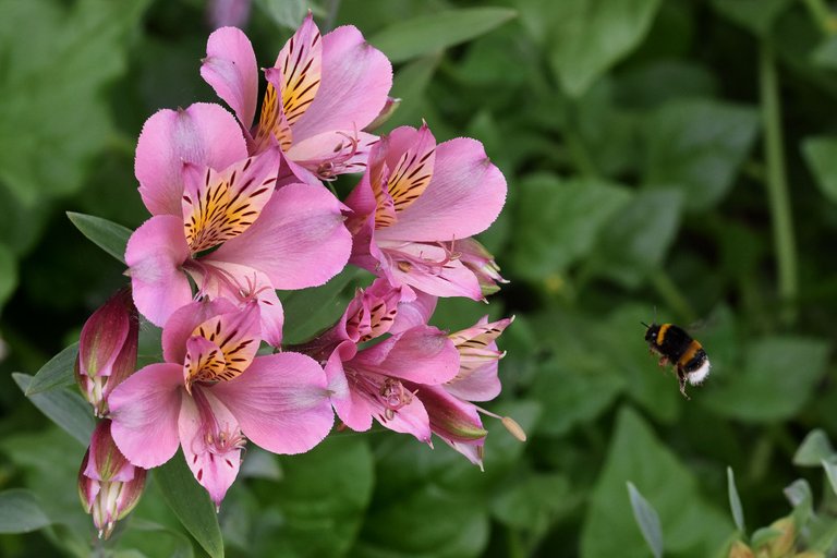 Lily of the Incas bumblebee 7.jpg