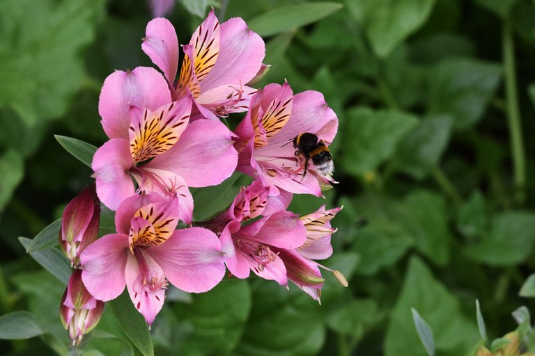 Lily of the Incas bumblebee 9.jpg