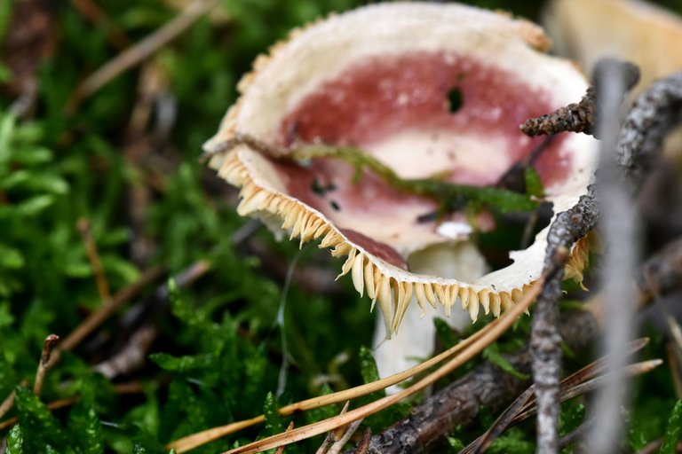 Russula purple mushrom pl 2.jpg