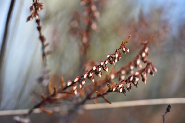 dry heather milk bokeh 6.jpg