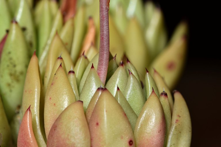 Echeveria Agavoides 2023 9.jpg