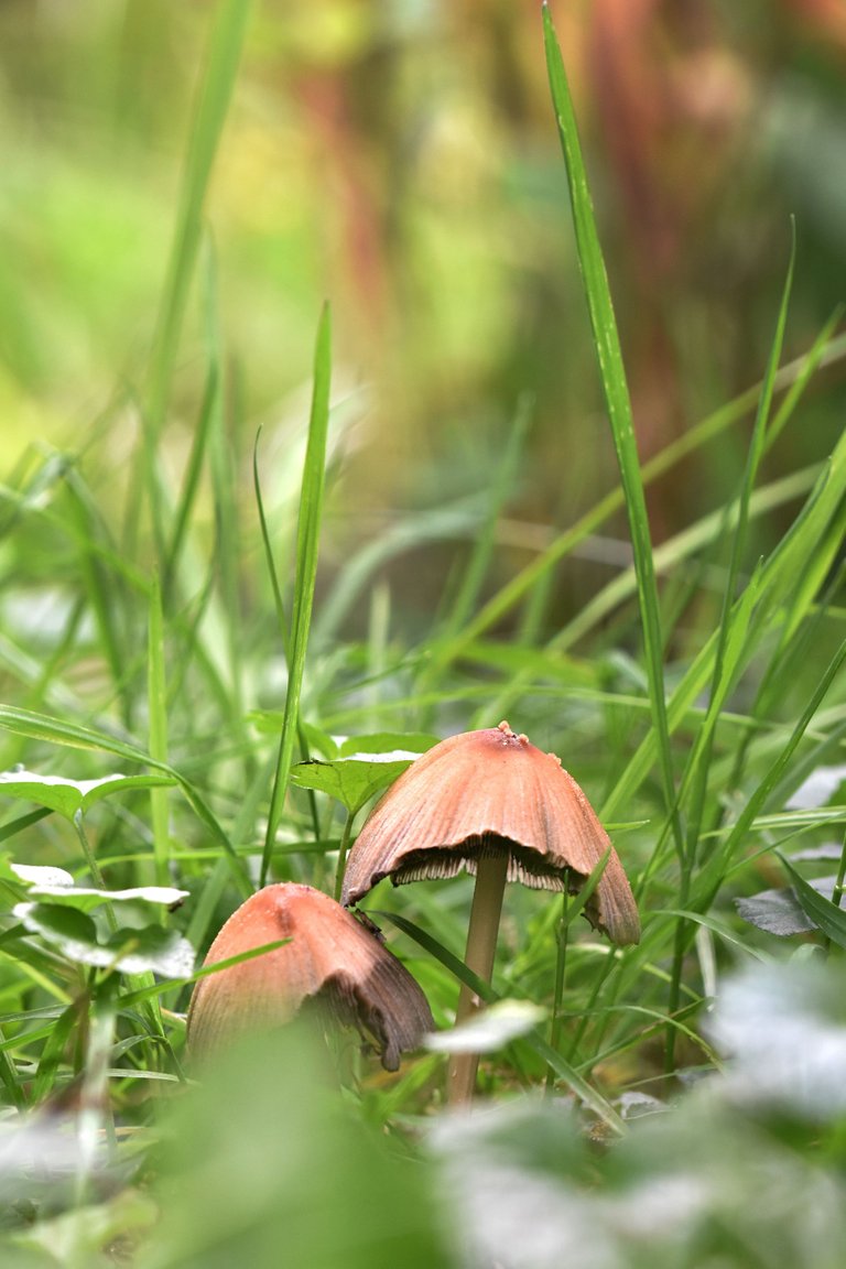 mushrooms garden grass 5.jpg