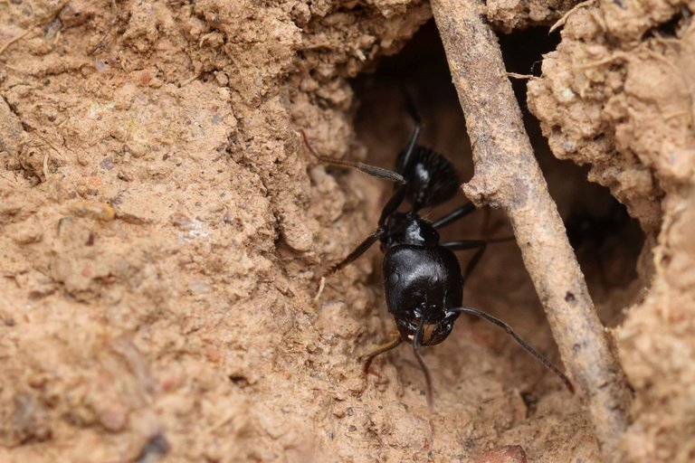 black ants seeds 5.jpg