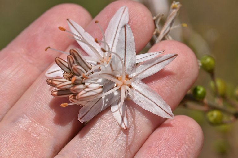 Asphodelus ramosus flowers 8.jpg