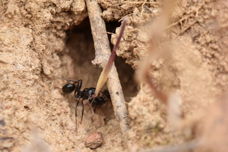 black ants seeds 2.jpg