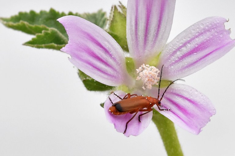 malva sylvestris Rhagonycha fulva beetle 1.jpg