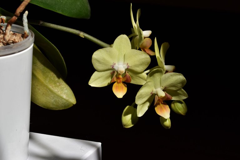 mini orchid flower yellow 2022 2.jpg