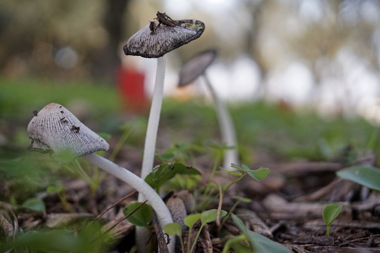 ink cap carl zeiss 3.jpg