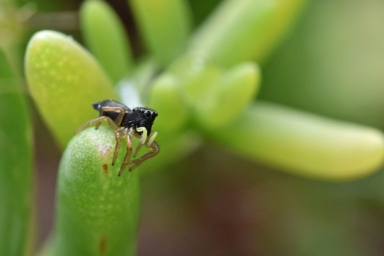 black jumping spider ice plant 6.jpg