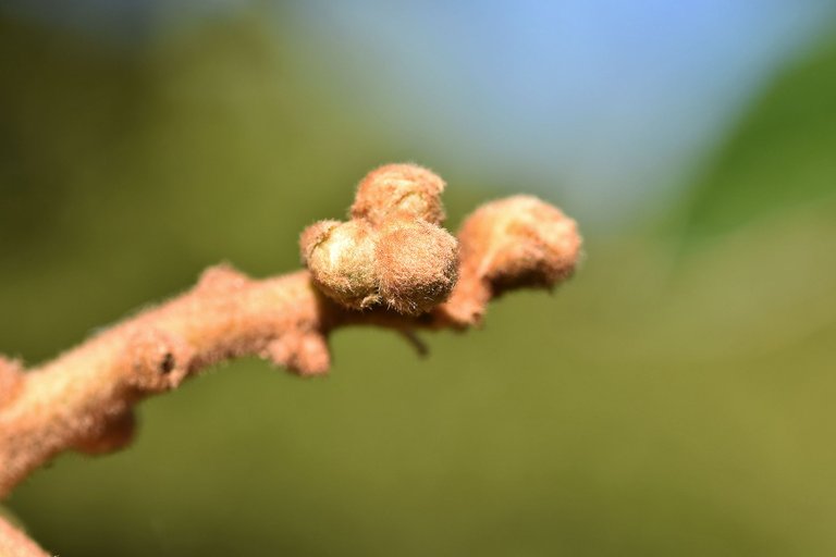 loquat hairy buds 10.jpg