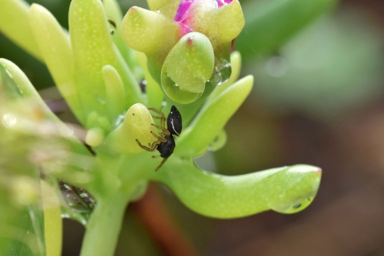 black jumping spider ice plant 2.jpg