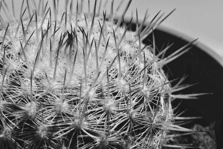 Mammillaria dark tips bw 3.jpg